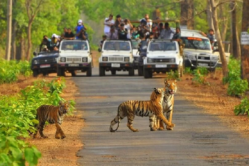 Sariska Wildlife Tour Package