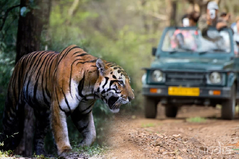 Ranthambore Wildlife Tour Package