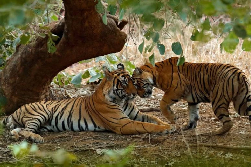 Ranthambore and Sariska Wildlife Tour Package